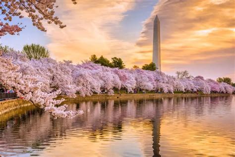 Cherry Blossom Festival Washington Dc 2024 Schedule - Adore Mariska