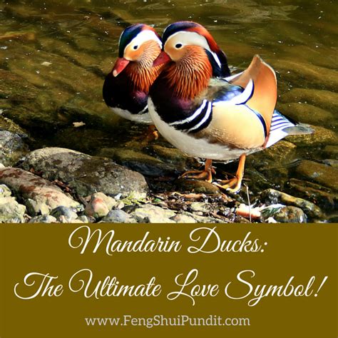 Mandarin Ducks Feng Shui [All You Need To Know] | Mandarin duck, Love symbols, Feng shui