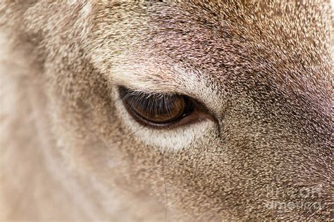 Deer Eye Up Close Photograph by Tamara Lance | Pixels