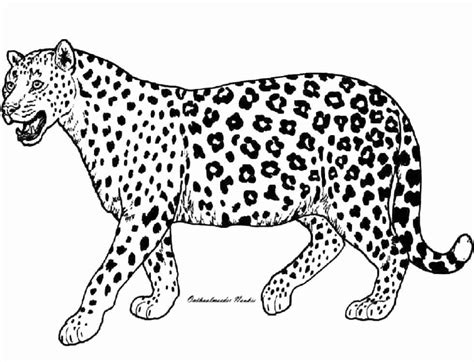 Realistic Cheetah Coloring Pages at GetColorings.com | Free printable colorings pages to print ...