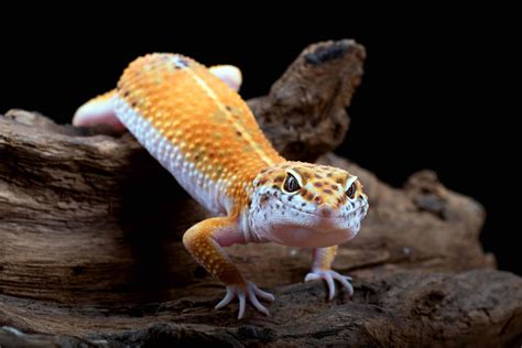 18+ live plants for leopard gecko - SheonaSaira