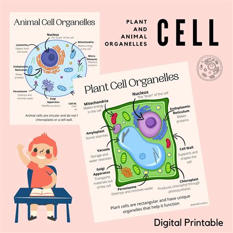 Plant and Animal Cell Classroom Posters Organelles Science | Etsy in 2022 | Plant and animal ...