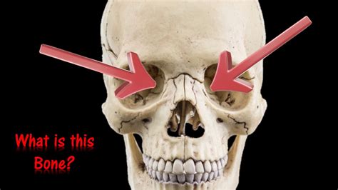 Human Skull Anatomy Quiz