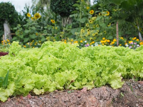 Lettuce Companion Plants » Knowing Their Friends & Enemies