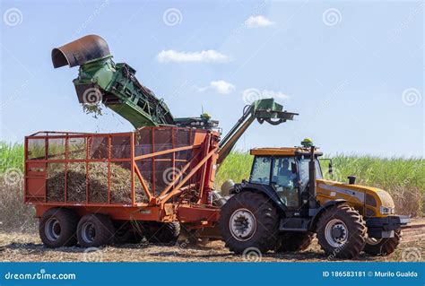 Machine Harvesting Sugar Cane Plantation Editorial Photo - Image of cane, green: 186583181