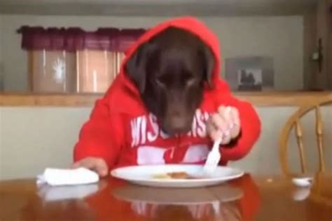 Dog Eats With Human Hands [FUNNY VIDEO]