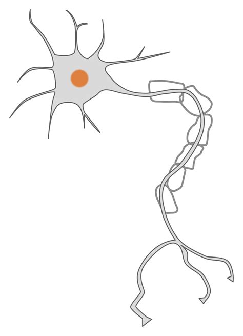 Clipart - simple neuron