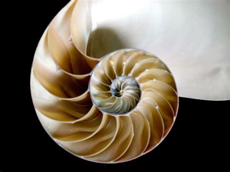 3 fibonacci sequence nature - fesssweb