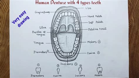 Human Teeth Diagram For Kids