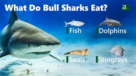 What Do Bull Sharks Eat? 15 Animals in Their Diet - IMP WORLD