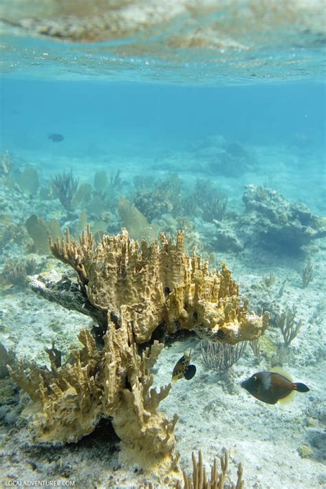 Turks and Caicos Snorkeling Safari - Local Adventurer