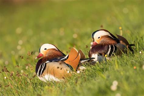 Meaning and Uses of Mandarin Duck Symbols in Feng Shui