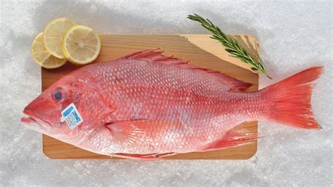 Red Snapper Fish Benefits - Red Snapper Fish, Red Snapper Fish Wholesale, Red Snapper Nutrition ...