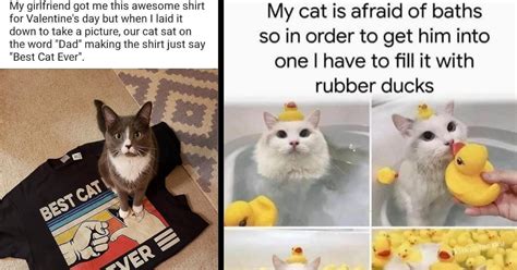 22 Very Funny Cat Memes For People Who Are Convinced Their Cats Are Evil Geniuses - I Can Has ...