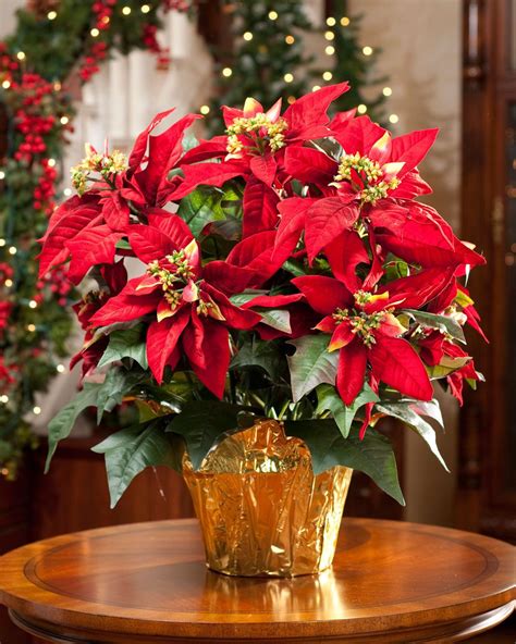 Christmas Poinsettia Flower Arrangements