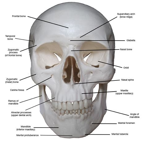 Kreated by Krause: Artistic Anatomy Part 1: Frontal Skull Bones