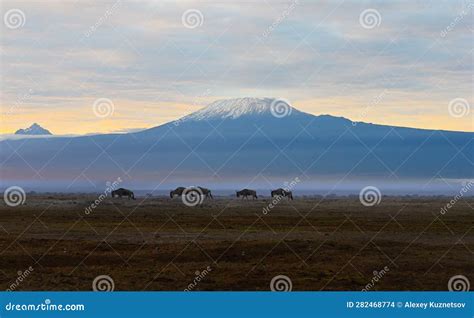 View of Mount Kilimanjaro at Sunrise in Kenya, Africa Stock Photo - Image of wildlife, grass ...