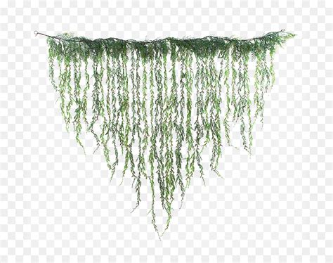 Hanging Vines Png, Transparent Png - vhv