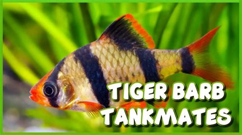 Tiger Barb Tank Mates - Aquariumia