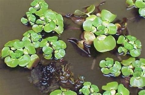 Water Hyacinth - a workhorse in a Colorado pond • Colorado Pond Pros