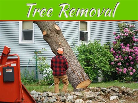 Top Ten Signs You Need Tree Removal Service Kansas City | My Decorative