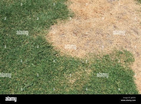 A patch of bermuda grass lawn shows brown spot or dead spot disease Stock Photo - Alamy