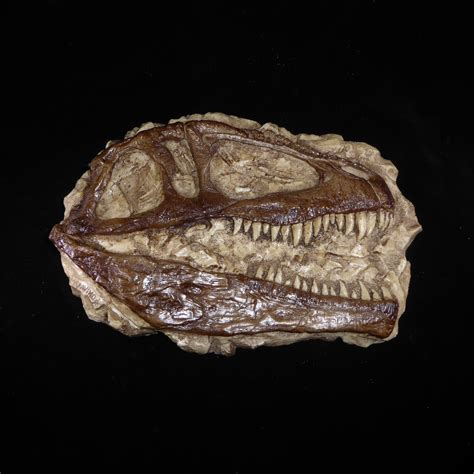 Giganotosaurus Skull Profile Plaque - SkeletonsAndSkulls