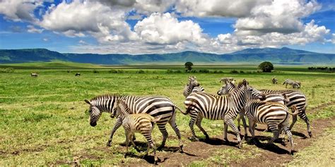 Ngorongoro Crater | Ngorongoro Conservation Area | Tanzania Tours