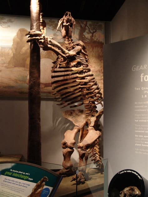 Megatherium | Exhibit at the Field Museum, Chicago | Magnesium Flare | Flickr