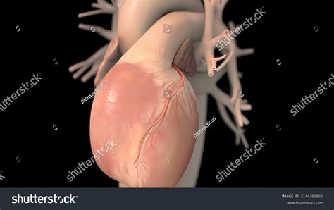 Human Heart Realistic Anatomy 3d Model Stock Illustration 2144381865 | Shutterstock