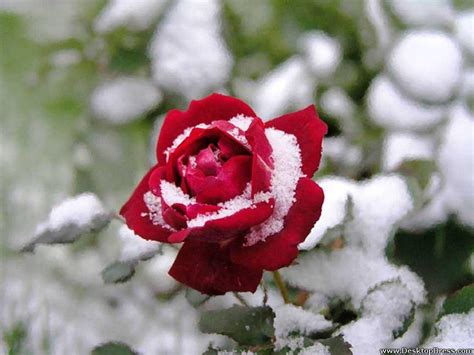 Flowers in Snow Wallpapers - Top Free Flowers in Snow Backgrounds - WallpaperAccess