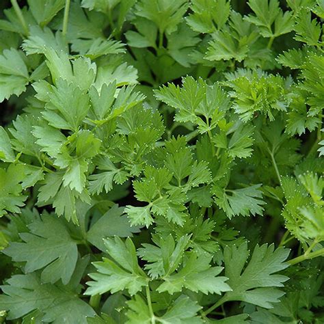 Italian Parsley - Buchanan's Native Plants