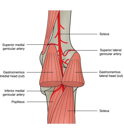 Sports Injury Bulletin - Anatomy - Popliteal artery entrapment: a mysterious syndrome