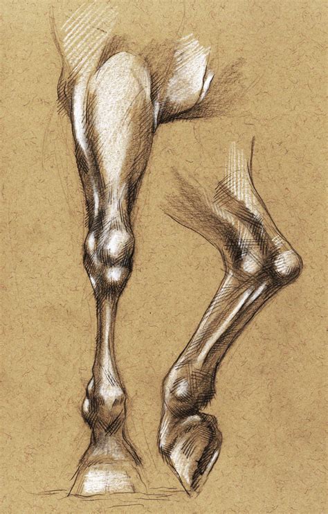 Horse leg anatomy by tirin54 on DeviantArt