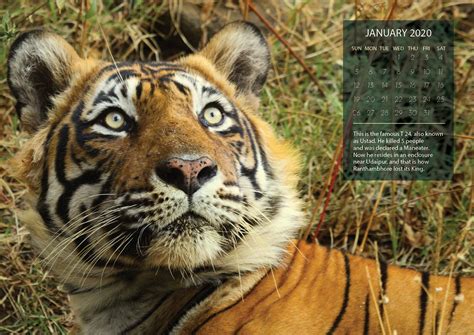 Calendar Design: Tiger Tails on Behance