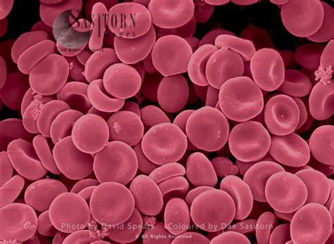 SEM: Human Red Blood Cells; Magnification x 6,500 for A4 size print. - Sasy Images