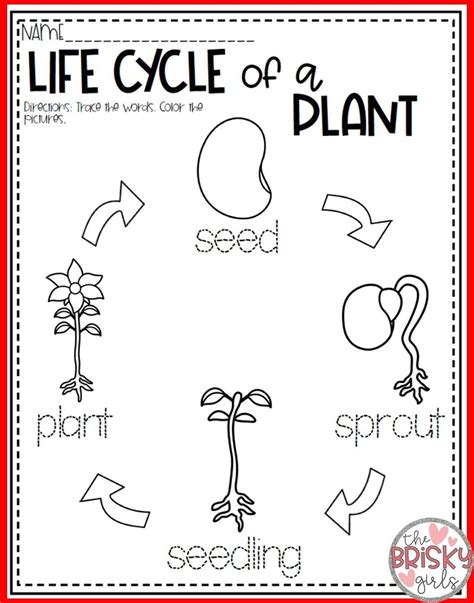 Plant Life Cycle For Kindergarten Worksheets