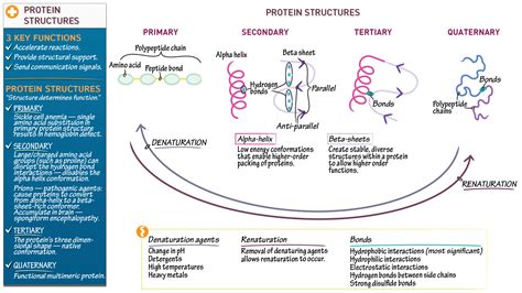 Biochemistry: Protein Structure Overview | ditki medical & biological sciences