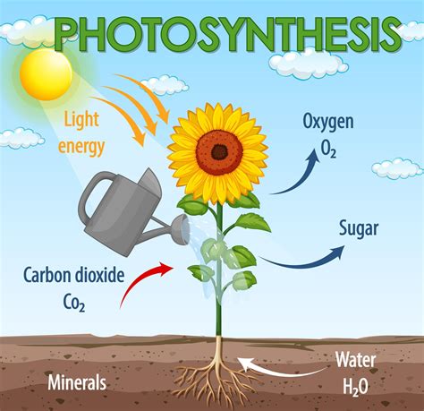 Photosynthesis Diagram