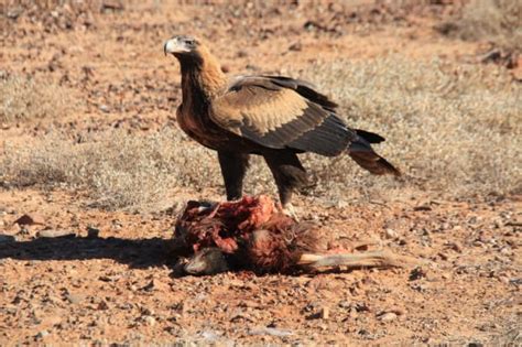 Outback Animals - Australian Photography