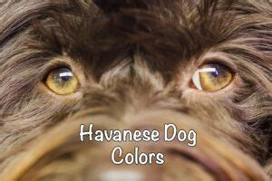 Havanese Colors: All You Need to Know - Bichon World