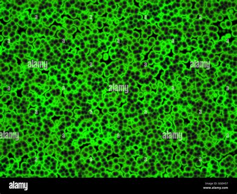 Species Of Cyanobacteria With Microscope Photos