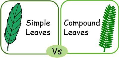 Difference Between Simple and Compound Leaves (with Comparison Chart) - Bio Differences