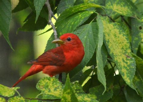 Summer Tanager, male | BirdForum