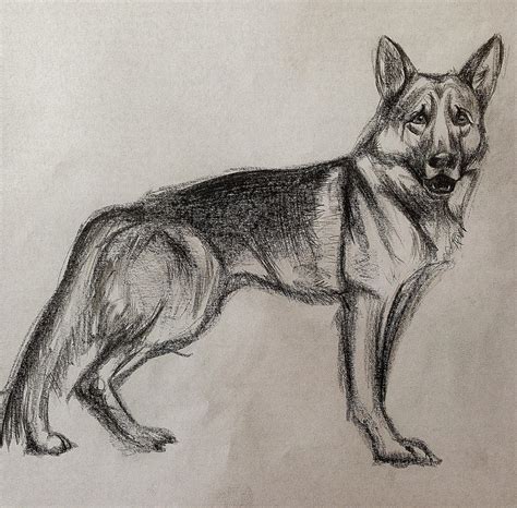 German shepherd sketch by mikesem1 on DeviantArt