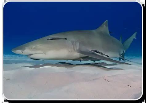 Lemon Shark Facts - Habitat ,Social Behavior & Human Interaction - SharkSider