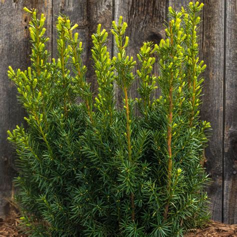 How To Plant A Yew Hedge