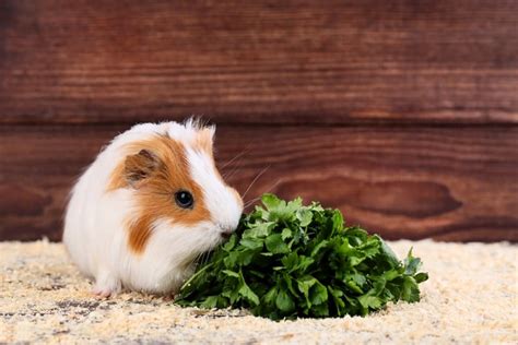 Best Natural & Healthy Guinea Pig Treats + What to Avoid | Animallama | Blog Hồng