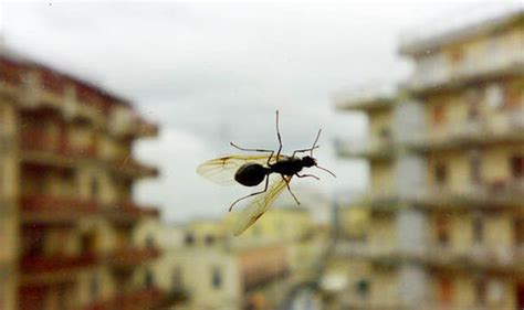 Flying ants swarm: When do flying ants come out in the UK? | UK | News | Express.co.uk