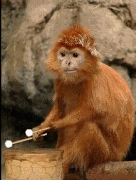 Birthday Monkey GIFs | Tenor